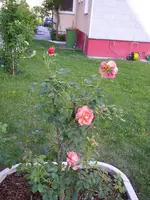 Garten_04_06_2018 (7).webp