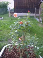 Garten_04_06_2018 (9).webp