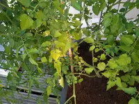 IMG_20180604_191432.webp