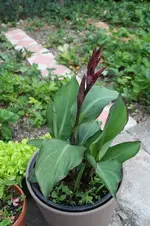 Garten Mai 5.jpg