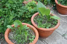 Garten Mai 6.webp