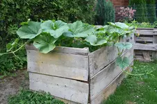 Garten Juni 1.jpg