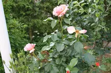 Garten Mai 3.jpg