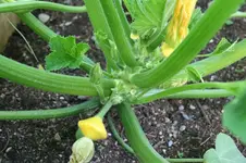 Garten Mai 4.jpg