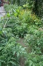 Garten Mai 8.jpg