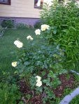 Garten_04_06_2018 (10).JPG