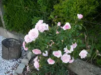 Garten_04_06_2018 (12).webp