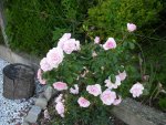 Garten_04_06_2018 (12).JPG