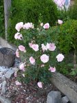 Garten_04_06_2018 (13).JPG