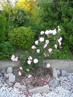Garten_04_06_2018 (14).webp
