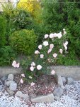 Garten_04_06_2018 (14).JPG