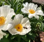 Pfingstrose weiß.webp