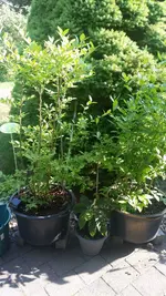 Heidelbeeren.webp