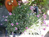 P1040731.webp