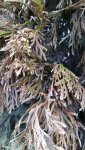 IMG-20180604-WA0011.jpg