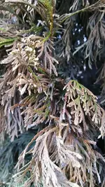 IMG-20180604-WA0011.webp