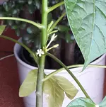Bild1Blüte.jpg
