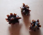 Frucht Kern2.webp