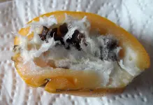 Frucht3.webp