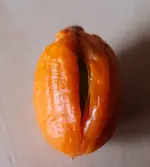 Frucht1.webp