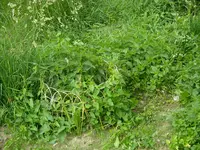 05_06_2018 (3).webp
