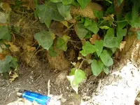 05_06_2018 (19).webp