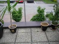 05_06_2018_Efeu_oben (2).webp