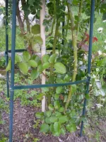 05_06_2018 (11).webp