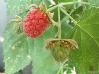 c012.webp