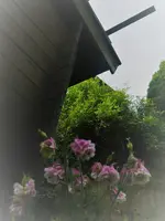 P1130320.webp