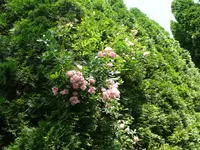 P1130730.webp
