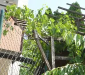 Alm-Traube.webp Alm-Traube.webp