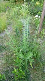 Blüte 1.webp