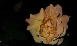 2018rsn08.webp