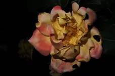 2018rsn09.webp