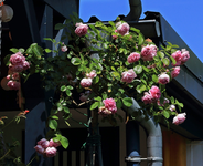 Trauer-Hochstamm_Jasmina_full bloom_800.JPG