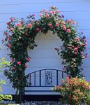 Laguna_pink_Rosenbogen_full bloom1_800.JPG