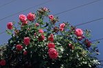 Laguna_pink_Rosenbogen_full bloom2_upwards_900.JPG