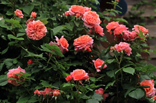 Mary Anne_full bloom_800.JPG