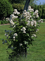 Perennial Blush_weiss_full bloom1_800.JPG