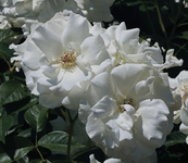 Rose_weiss_full bloom_900.webp