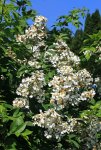 Rosa multiflora_weiss_full bloom_700.JPG