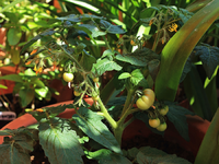 Sunnyboy_first fruits_900.webp