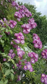 IMG_20180605_163715.webp