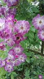 IMG_20180605_163617.webp