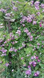 IMG_20180605_162948.webp