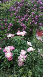 IMG_20180605_163449.webp