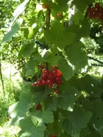 BILD9740.webp