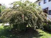 IMG_20180606_131214307.webp