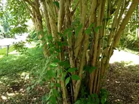 IMG_20180606_131226078.webp